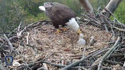 Hanover Eagles Live Cam - Apr 20, 2026, 9:32am EDT
