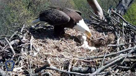 Hanover Eagles Live Cam - Apr 16, 2026, 3:06pm EDT