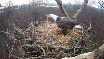 Hanover Eagles Live Cam - Jan 4, 2026, 8:23am EST