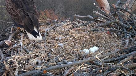 Hanover Eagles Live Cam - Apr 8, 2026, 7:45pm EDT