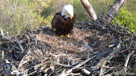 Hanover Eagles Live Cam - Apr 20, 2026, 5:45pm EDT
