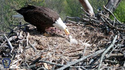 Hanover Eagles Live Cam - Apr 19, 2026, 3:28pm EDT
