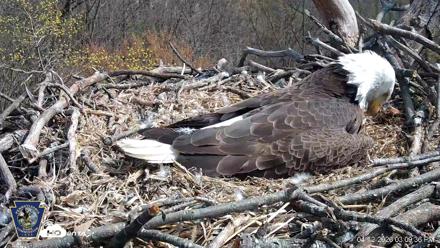 Hanover Eagles Live Cam - Apr 12, 2026, 3:10pm EDT