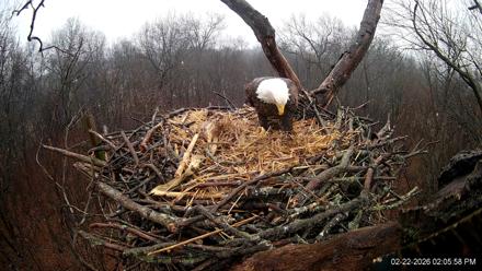 Hanover Eagles Live Cam - Feb 22, 2026, 2:06pm EST