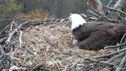 Hanover Eagles Live Cam - Apr 13, 2026, 10:29am EDT