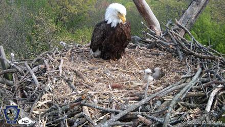 Hanover Eagles Live Cam - Apr 20, 2026, 3:39pm EDT
