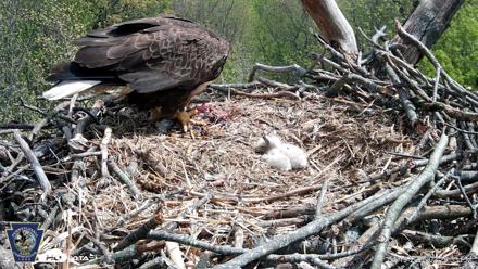 Hanover Eagles Live Cam - Apr 19, 2026, 2:29pm EDT
