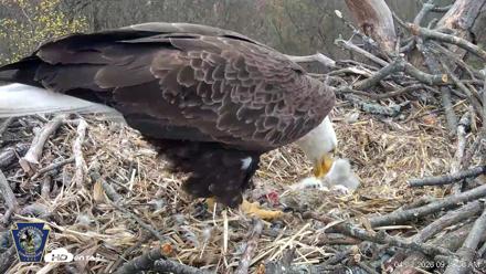 Hanover Eagles Live Cam - Apr 13, 2026, 9:40am EDT