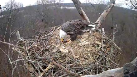 Hanover Eagles Live Cam - Dec 8, 2025, 3:07pm EST