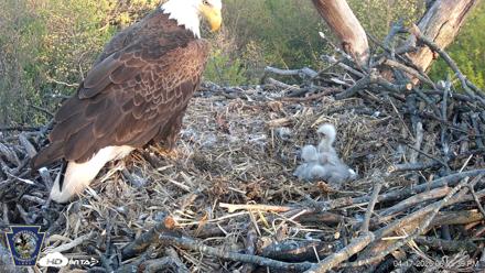 Hanover Eagles Live Cam - Apr 17, 2026, 6:56pm EDT