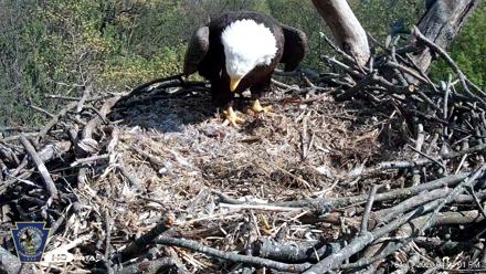 Hanover Eagles Live Cam - Apr 17, 2026, 4:04pm EDT