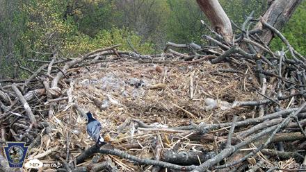 Hanover Eagles Live Cam - Apr 17, 2026, 3:18pm EDT