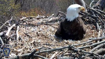 Hanover Eagles Live Cam - Apr 12, 2026, 1:43pm EDT