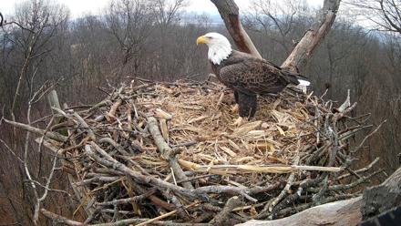 Hanover Eagles Live Cam - Jan 6, 2026, 10:56am EST