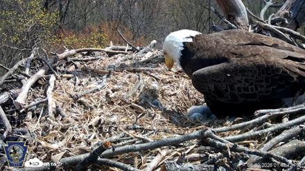 Hanover Eagles Live Cam - Apr 12, 2026, 1:43pm EDT