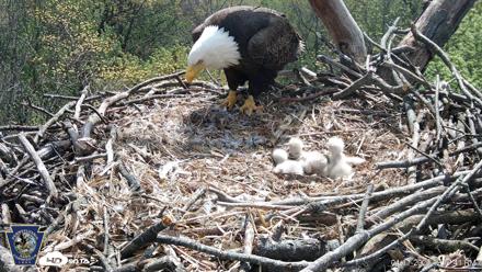 Hanover Eagles Live Cam - Apr 17, 2026, 12:18pm EDT