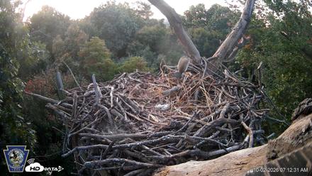 Hanover Eagles Live Cam - Oct 2, 2026, 7:13am EDT