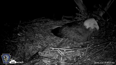 Hanover Eagles Live Cam - Apr 19, 2026, 4:56am EDT