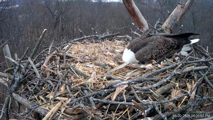 Hanover Eagles Live Cam - Mar 2, 2026, 6:00pm EST