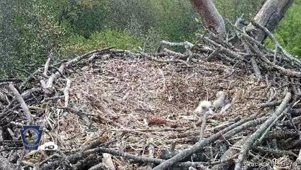 Hanover Eagles Live Cam - Apr 20, 2026, 10:57am EDT