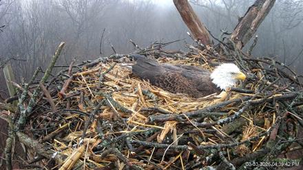 Hanover Eagles Live Cam - Mar 3, 2026, 4:40pm EST