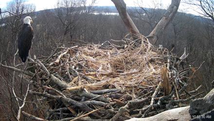 Hanover Eagles Live Cam - Jan 12, 2026, 10:55am EST