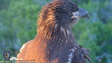 Hanover Eagles Live Cam - Apr 14, 2026, 7:27pm EDT