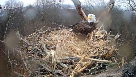 Hanover Eagles Live Cam - Jan 9, 2026, 2:03pm EST