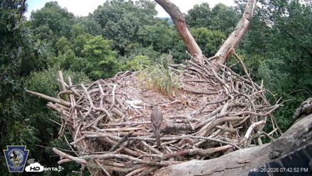 Hanover Eagles Live Cam - Jun 26, 2026, 7:43pm EDT