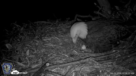 Hanover Eagles Live Cam - Apr 13, 2026, 2:26am EDT