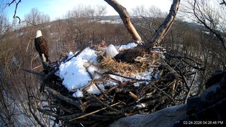 Hanover Eagles Live Cam - Feb 24, 2026, 4:27pm EST