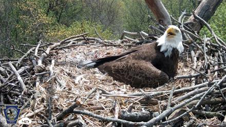 Hanover Eagles Live Cam - Apr 17, 2026, 12:34pm EDT