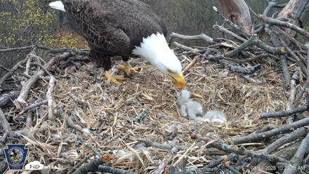 Hanover Eagles Live Cam - Apr 13, 2026, 10:24am EDT