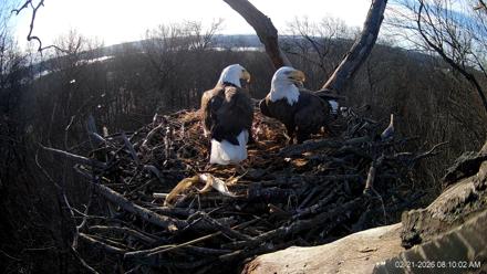 Hanover Eagles Live Cam - Feb 21, 2026, 8:09am EST
