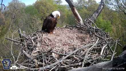 Hanover Eagles Live Cam - Apr 21, 2026, 3:12pm EDT