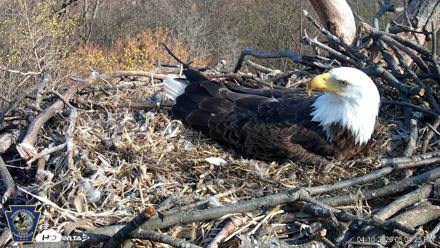 Hanover Eagles Live Cam - Apr 10, 2026, 5:06pm EDT