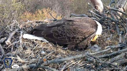 Hanover Eagles Live Cam - Apr 12, 2026, 5:58pm EDT