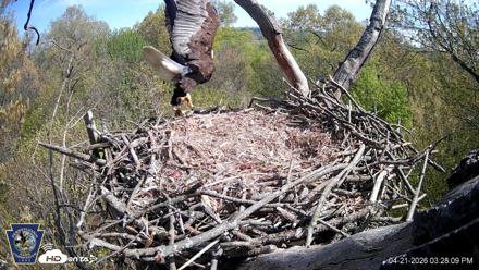 Hanover Eagles Live Cam - Apr 21, 2026, 3:28pm EDT