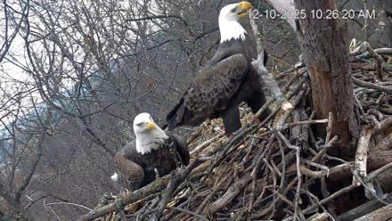 Hanover Eagles Live Cam - Dec 10, 2025, 10:27am EST