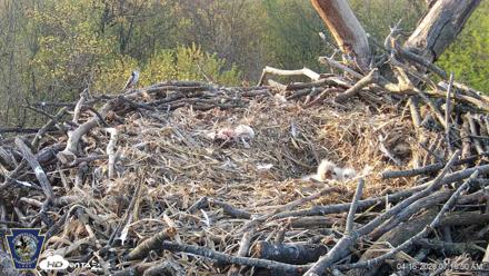 Hanover Eagles Live Cam - Apr 16, 2026, 7:16am EDT