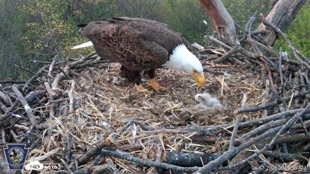 Hanover Eagles Live Cam - Apr 17, 2026, 6:26am EDT