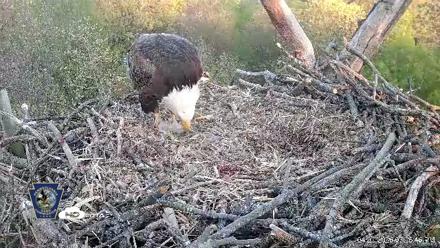 Hanover Eagles Live Cam - Apr 20, 2026, 7:25pm EDT