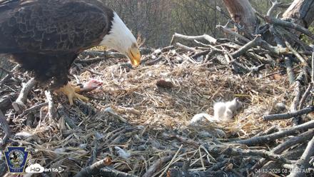 Hanover Eagles Live Cam - Apr 13, 2026, 8:49am EDT