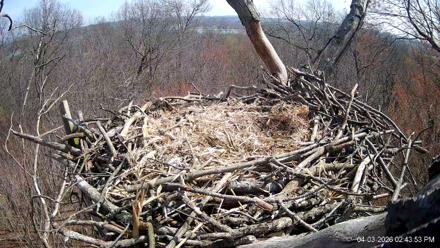 Hanover Eagles Live Cam - Apr 3, 2026, 2:44pm EDT