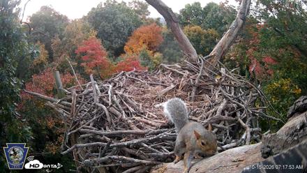 Hanover Eagles Live Cam - Oct 15, 2026, 7:18am EDT