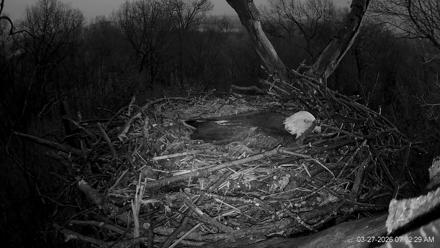 Hanover Eagles Live Cam - Mar 27, 2026, 7:03am EDT