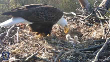 Hanover Eagles Live Cam - Apr 14, 2026, 8:07am EDT