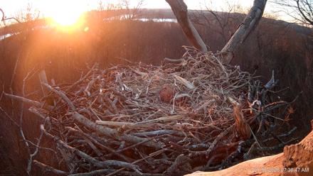 Hanover Eagles Live Cam - Jan 16, 2026, 7:36am EST