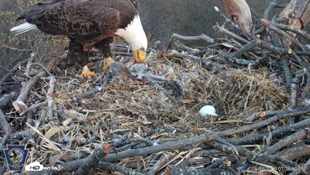 Hanover Eagles Live Cam - Apr 11, 2026, 7:36pm EDT