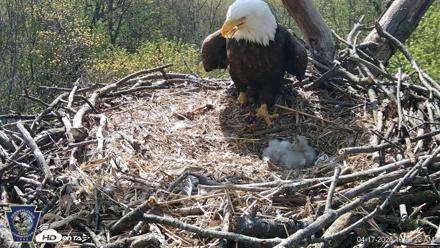 Hanover Eagles Live Cam - Apr 17, 2026, 10:37am EDT